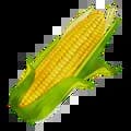 Corn